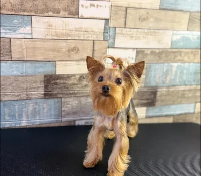 todis-grumingi-o-todds-grooming 1