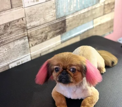 todis-grumingi-o-todds-grooming 3