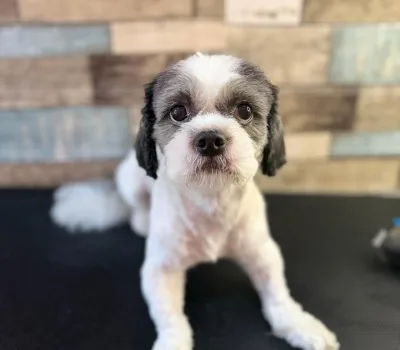 todis-grumingi-o-todds-grooming 7