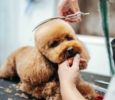 todis-grumingi-o-todds-grooming 9