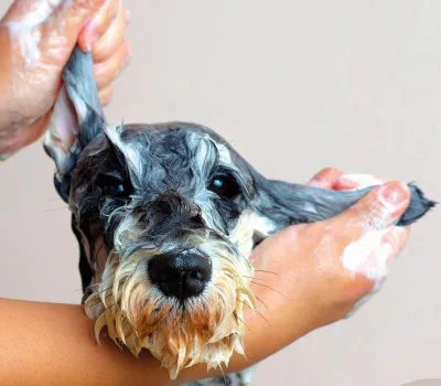 todis-grumingi-o-todds-grooming 13