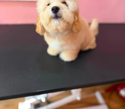 todis-grumingi-o-todds-grooming 18