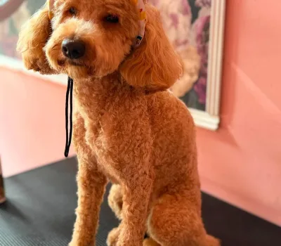todis-grumingi-o-todds-grooming 19