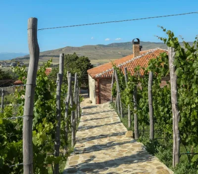 peradzeebis-marani-o-peradze-wine-cellar 1