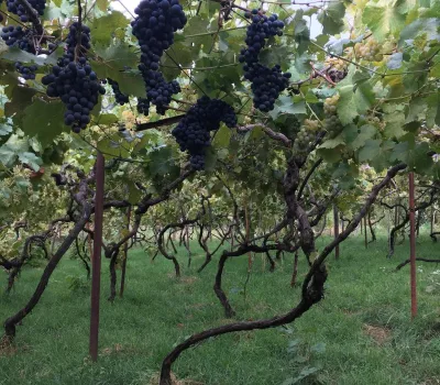 winecellar-mitra-o-mitras-marani 4