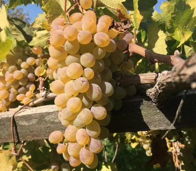 winecellar-mitra-o-mitras-marani 7