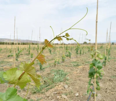 td-winery-o-tengo-dvalishvilis-marani 2