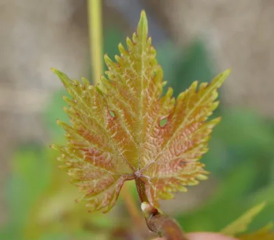 td-winery-o-tengo-dvalishvilis-marani 3
