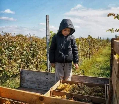 td-winery-o-tengo-dvalishvilis-marani 11