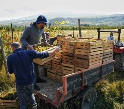td-winery-o-tengo-dvalishvilis-marani 13